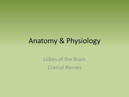 Anatomy & Physiology Lobes of the Brain Cranial Nerves.