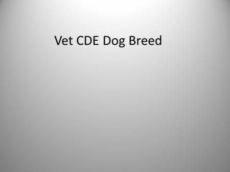 Vet CDE Dog Breed. Sporting Group Brittany- 400.