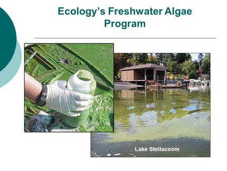 Ecology’s Freshwater Algae Program Lake Steilacoom.