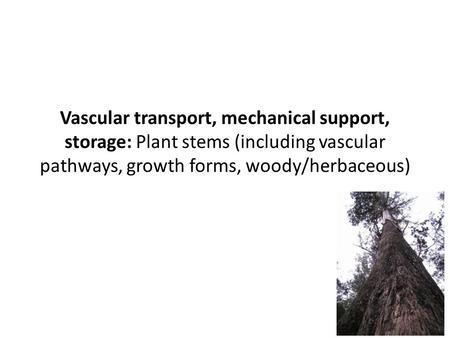 Vascular transport, mechanical support, storage: Plant stems (including vascular pathways, growth forms, woody/herbaceous)