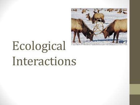 Ecological Interactions. Cornell Notes and Q’s: Take 2 pages of Cornell Notes based on the information you learn about in this presentation. Answer the.