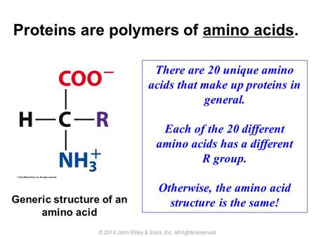 Proteins are polymers of amino acids.