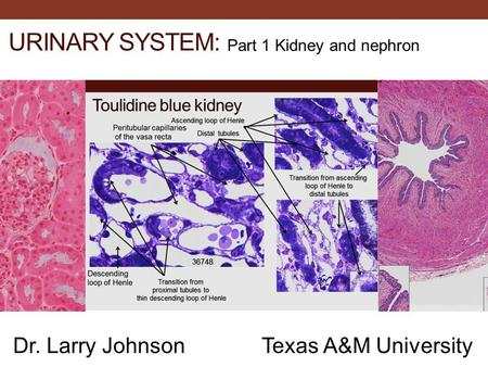 Urinary System: Dr. Larry Johnson Texas A&M University