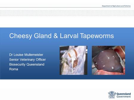Cheesy Gland & Larval Tapeworms Dr Louise Mullemeister Senior Veterinary Officer Biosecurity Queensland Roma.