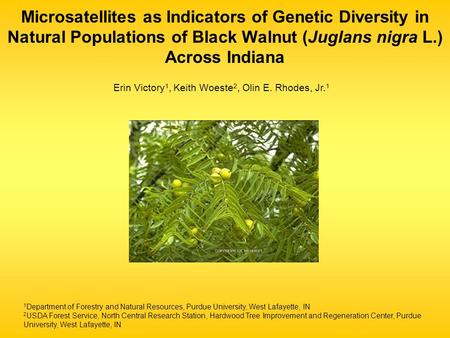 Microsatellites as Indicators of Genetic Diversity in Natural Populations of Black Walnut (Juglans nigra L.) Across Indiana 1 Department of Forestry and.