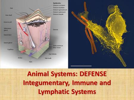 Animal Systems: DEFENSE Integumentary, Immune and