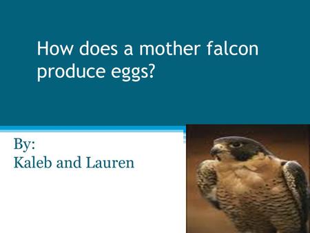 How does a mother falcon produce eggs? By: Kaleb and Lauren.