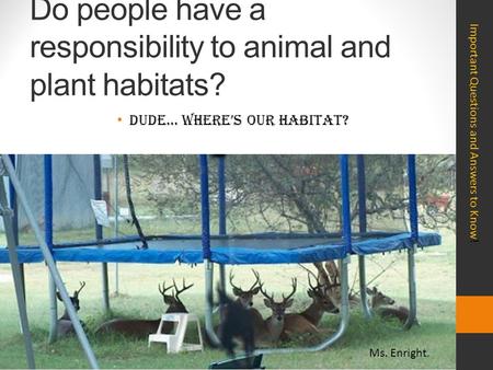 Do people have a responsibility to animal and plant habitats? Dude… Where’s our habitat? Important Questions and Answers to Know! Ms. Enright.