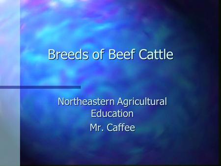 Breeds of Beef Cattle Northeastern Agricultural Education Mr. Caffee.