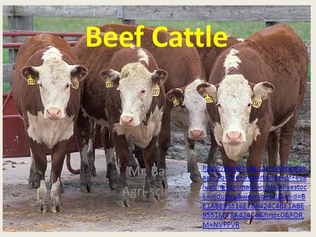 Beef Cattle Mr. Bailey Agri-science  arch?q=the+importance+of+eva luating+animals+in+the+livestoc k+industry&view=detail&mid=B.
