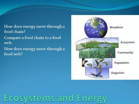 How does energy move through a food chain? Compare a food chain to a food web. How does energy move through a food web?