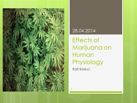 Effects of Marijuana on Human Physiology Rafi Balikci 28.04.2014 1.