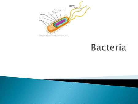  Archaebacteria: bacteria that lacks the peptidoglycan layer in its structure- Older (in time) bacteria ◦ Live in oxygen free environment ◦ Produce.