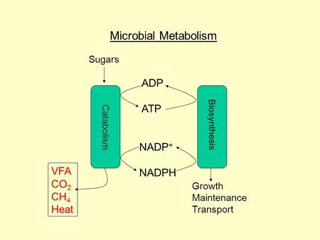 ADP ATP NADP + NADPH Sugars Catabolism Biosynthesis Growth Maintenance Transport Microbial Metabolism VFA CO 2 CH 4 Heat.