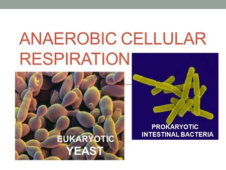 ANAEROBIC CELLULAR RESPIRATION EUKARYOTIC YEAST PROKARYOTIC INTESTINAL BACTERIA.