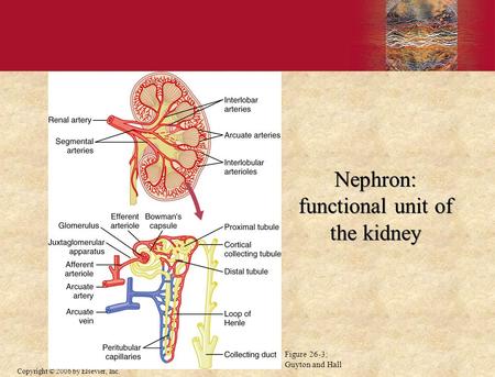 Nephron: functional unit of the kidney