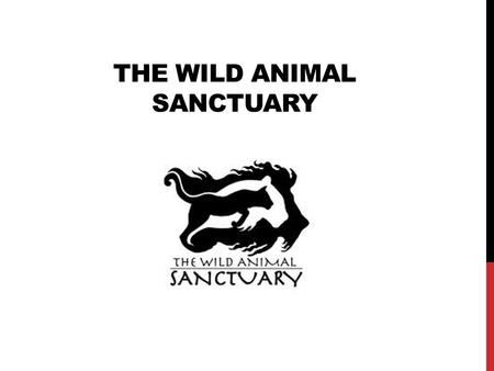 THE WILD ANIMAL SANCTUARY. BACKGROUND The Wild Animal Sanctuary is a 720 acre wildlife rescue facility located in Keansburg Co They work to rescue captive.