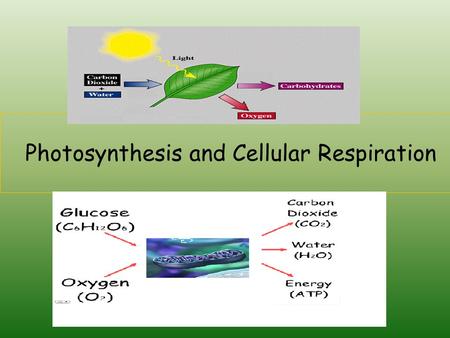 Photosynthesis and Cellular Respiration PHOTOSYNTHESIS Most important biological process on earth Fills food requirements & needs for fiber & building.