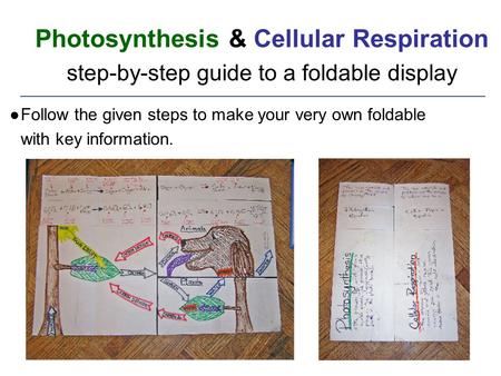 Photosynthesis & Cellular Respiration step-by-step guide to a foldable display Follow the given steps to make your very own foldable with key information.