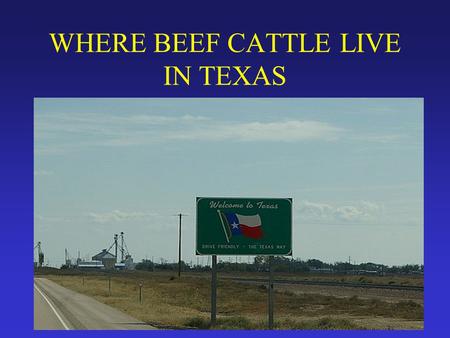 WHERE BEEF CATTLE LIVE IN TEXAS.