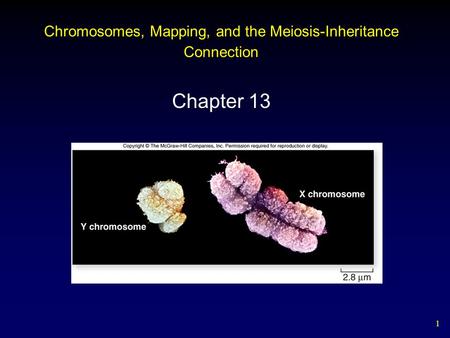 1 Chromosomes, Mapping, and the Meiosis-Inheritance Connection Chapter 13.