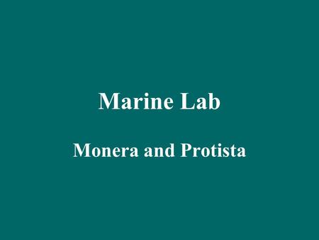 Marine Lab Monera and Protista. Monera Cyanobacteria—blue green alga, prokaryotes –Oscillatoria –Anabaena –Nostoc.