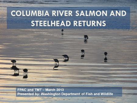 COLUMBIA RIVER SALMON AND STEELHEAD RETURNS FPAC and TMT – March 2013 Presented by: Washington Department of Fish and Wildlife.