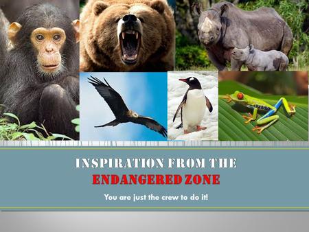 You are just the crew to do it!. First… What animals will we try to save? We must research to find out about different types of endangered animals. Second…