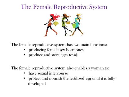 The female reproductive system also enables a woman to: have sexual intercourse protect and nourish the fertilized egg until it is fully developed The.
