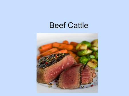 Beef Cattle. Cattle History People started keeping cattle around 8000 years ago for food (milk, blood, meat) and load bearers or plows. There 2, maybe.