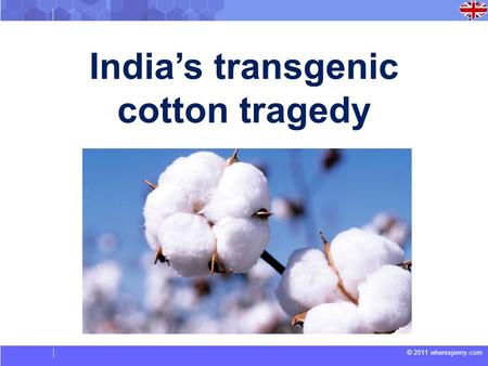 © 2011 wheresjenny.com India’s transgenic cotton tragedy.