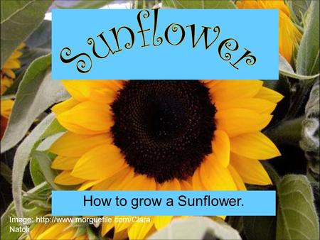 How to grow a Sunflower. Image:  Natoli.