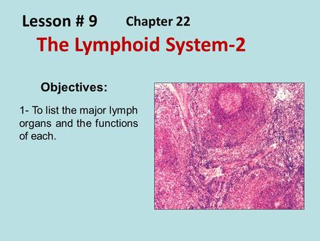 Lesson # 9 The Lymphoid System-2 Chapter 22 Objectives: 1- To list the major lymph organs and the functions of each.