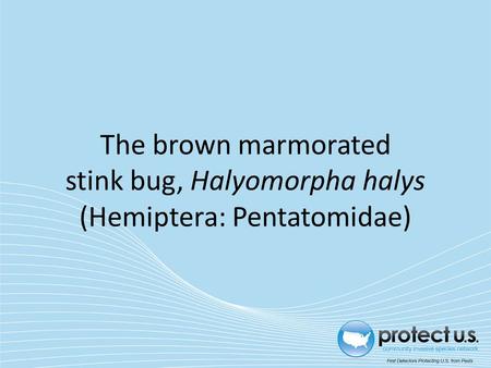 The brown marmorated stink bug, Halyomorpha halys (Hemiptera: Pentatomidae)
