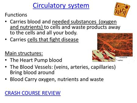 Circulatory system Functions