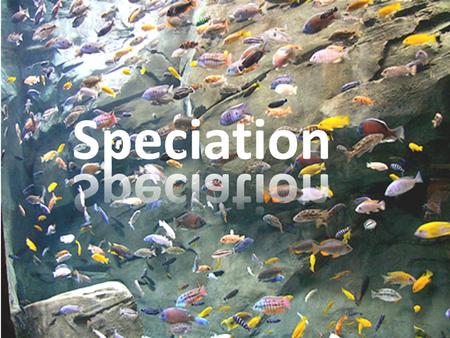 Speciation. Species: A group of organisms capable of interbreeding = they are isolated reproductively from other species 1)Live together but cannot interbreed.