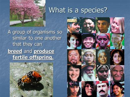 What is a species? A group of organisms so similar to one another that they can breed and produce fertile offspring.