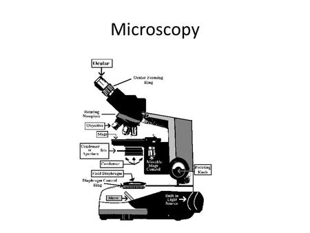 Microscopy. A typical video microscope What do you see? Integument pigmented skin.