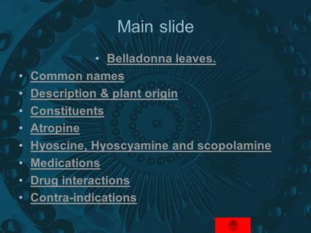 Main slide Belladonna leaves. Common names Description & plant origin