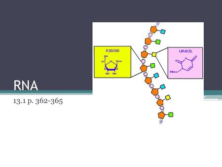 RNA 13.1 p. 362-365.