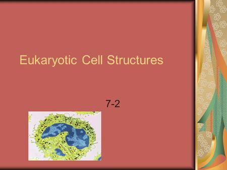 Eukaryotic Cell Structures