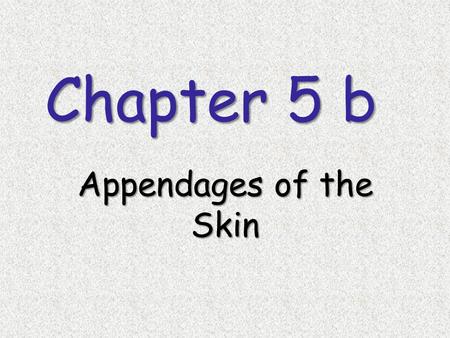 Chapter 5 b Appendages of the Skin. Skin Appendages Includes several derivatives of the epidermis Sweat glands Sebaceous (oil) glands Nails Hair follicles.