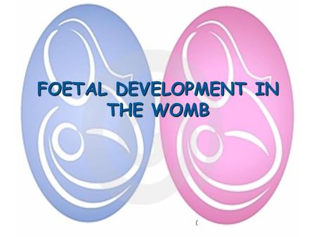 FOETAL DEVELOPMENT IN THE WOMB (. THE BEGINNING… Fertilisation = the joining of the sperm and the egg in the fallopian tube to form a unique human being.