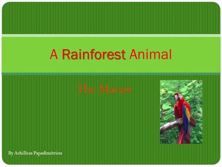 The Macaw Rainforest A Rainforest Animal By Achilleas Papadimitriou.