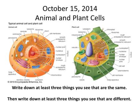 October 15, 2014 Animal and Plant Cells Write down at least three things you see that are the same. Then write down at least three things you see that.