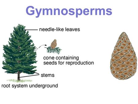Gymnosperms Group 3: Seed producing, Vascular Plants Gymnosperms –C–Cycads –G–Ginko –C–Conifers Angiosperms.