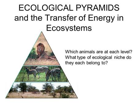 ECOLOGICAL PYRAMIDS and the Transfer of Energy in Ecosystems Which animals are at each level? What type of ecological niche do they each belong to?