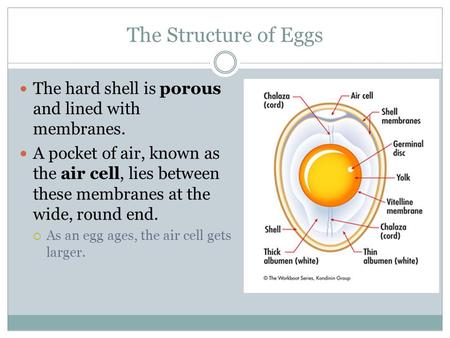The Structure of Eggs The hard shell is porous and lined with membranes. A pocket of air, known as the air cell, lies between these membranes at the wide,