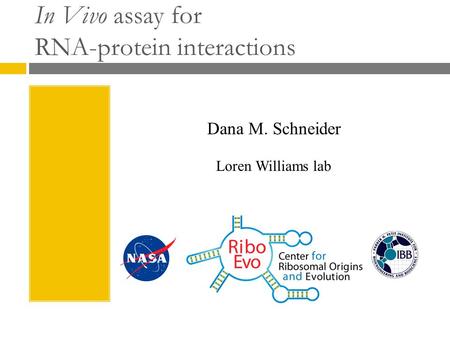 In Vivo assay for RNA-protein interactions Dana M. Schneider Loren Williams lab.