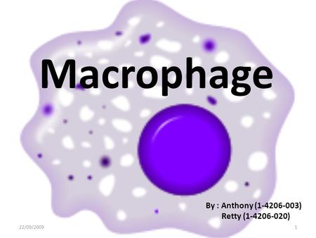 Macrophage By : Anthony (1-4206-003) Retty (1-4206-020) 22/09/2009.